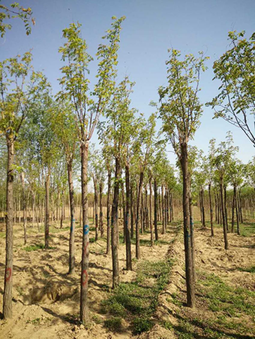 點擊查看詳細(xì)信息<br>標(biāo)題：香花槐 閱讀次數(shù)：3599